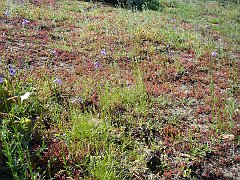 crassula connata and linaria canadensis